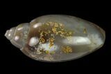 Polished, Chalcedony Replaced Gastropod Fossil - India #133521-1